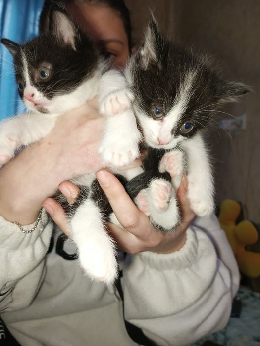 Отдам катят в добрые руки .