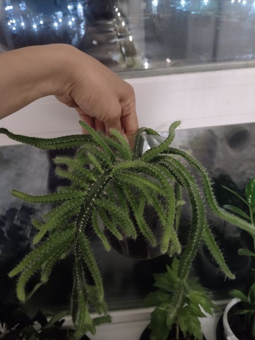 Продам,Сатам Гулдер ,отросклерде бар.