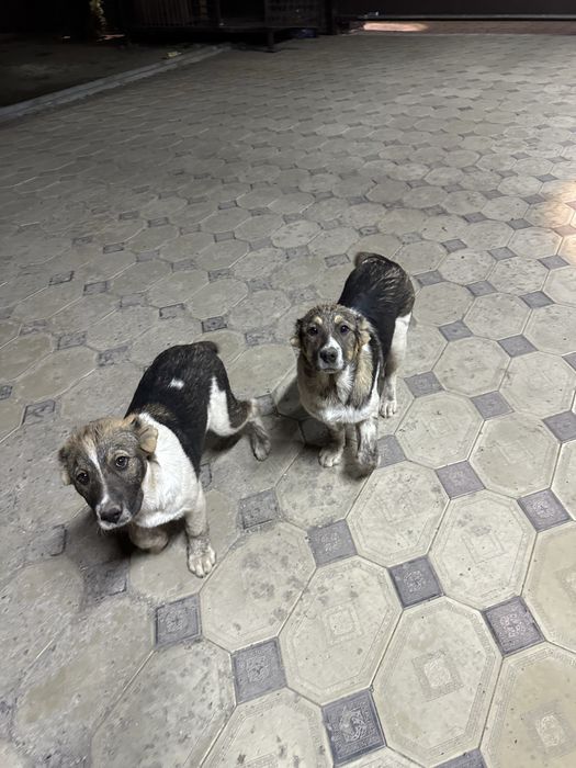 Щенятв сао алабай