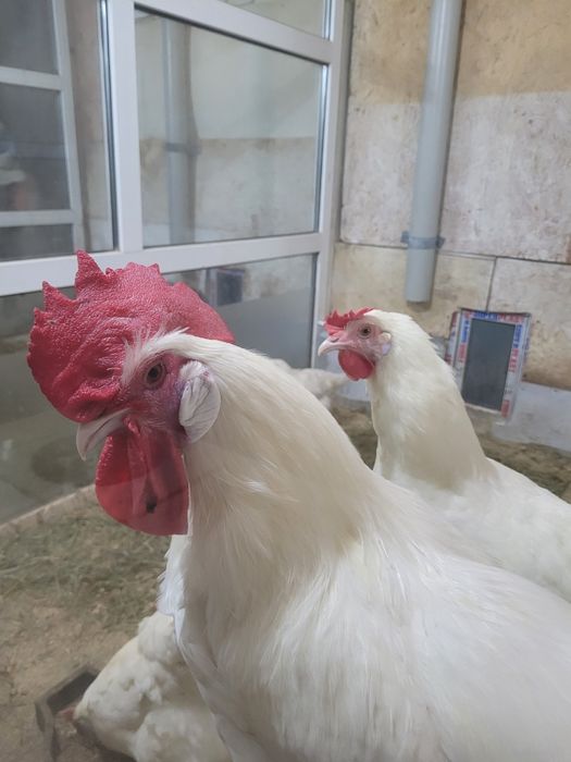 Продам курей Бресс гальская