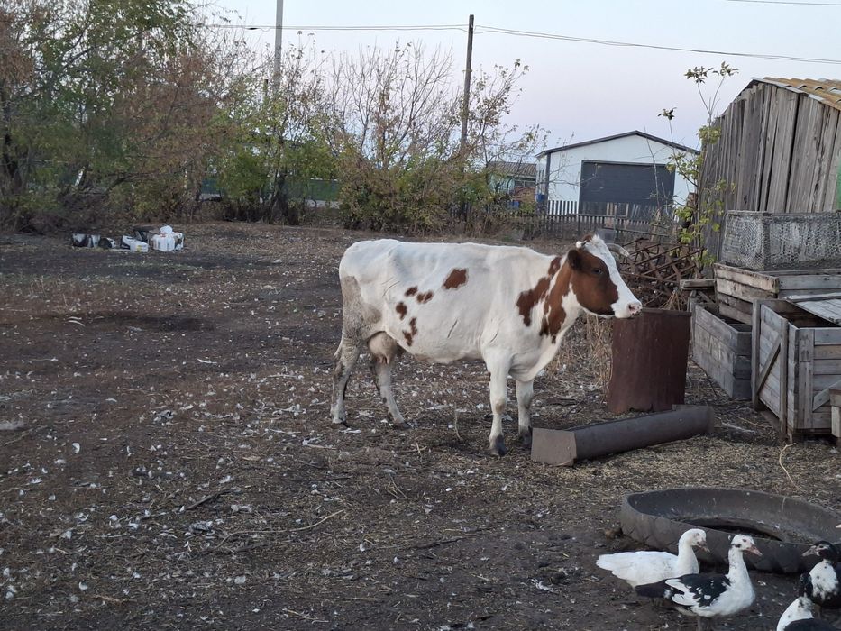 Продам  дойных коров