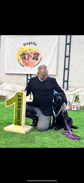 Предлагается для вязки импортный лабрадор