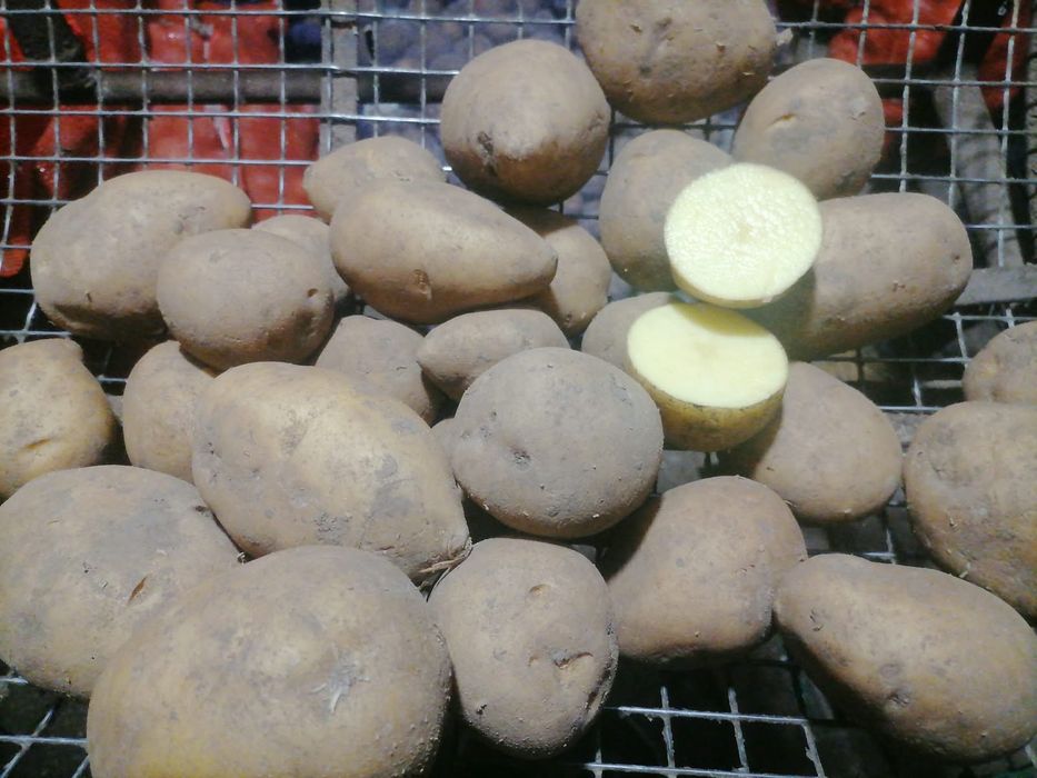 Продам картофель сорт гала