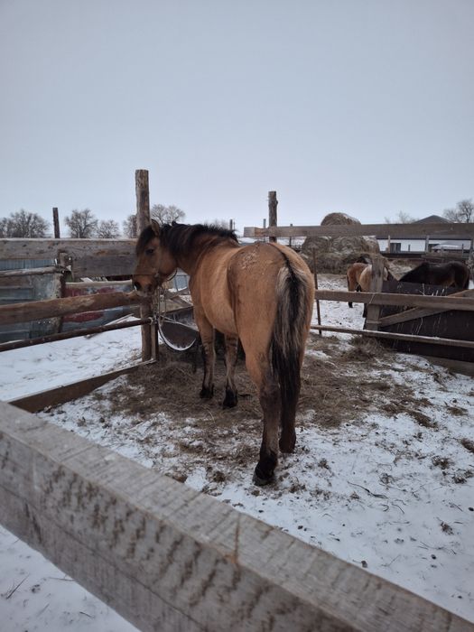 Кула айгыр сатылады!
