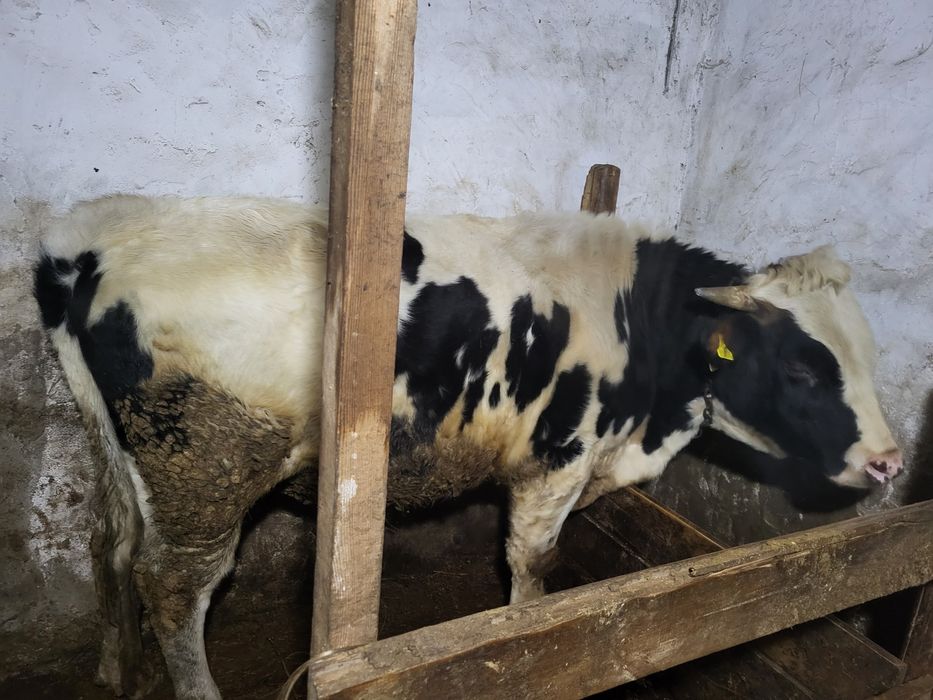 Продам молодого осеминителя