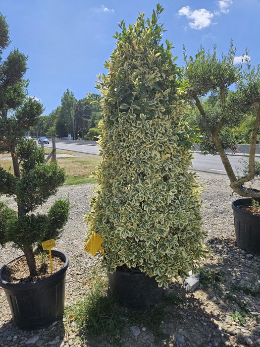 Artar  japonez  acer  catalpa