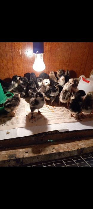 Балапан сатылады