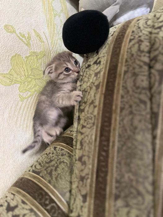 Отдам в добрые руки