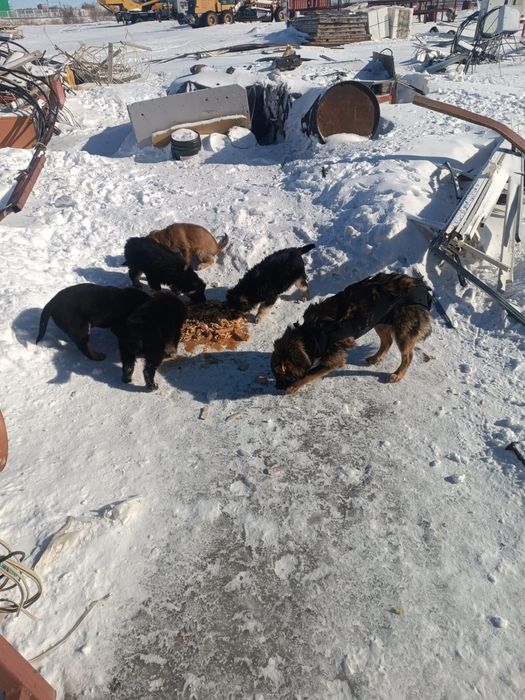 Дарю щенок, щенки, собака