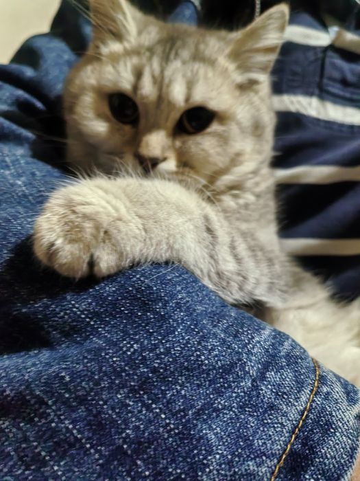 Майса мушук 6 ойли