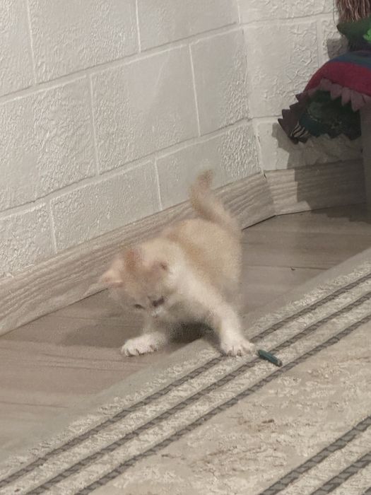 Шиншила Британская