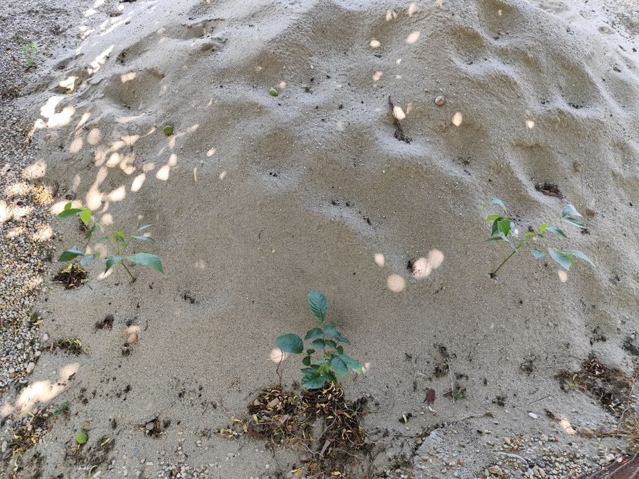 De vânzare puieți de nuca