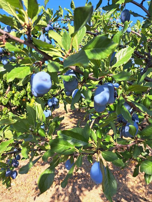 Prune Stanley de vânzare