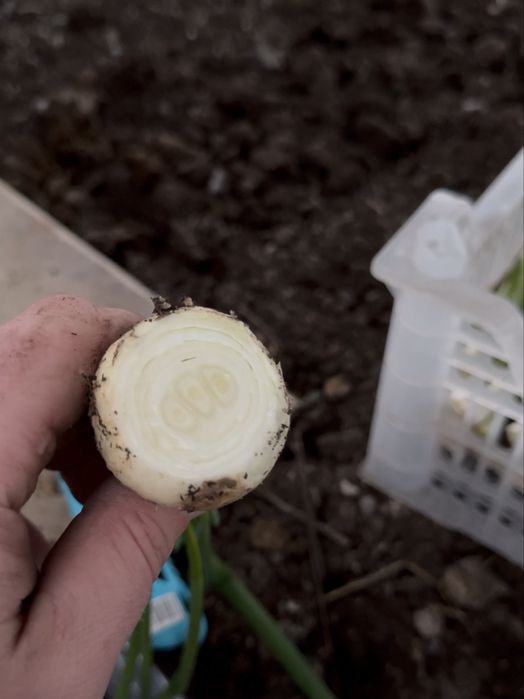 Стардаст. Альба. Блэкстон. Белый лук на зелень. Оргинал.