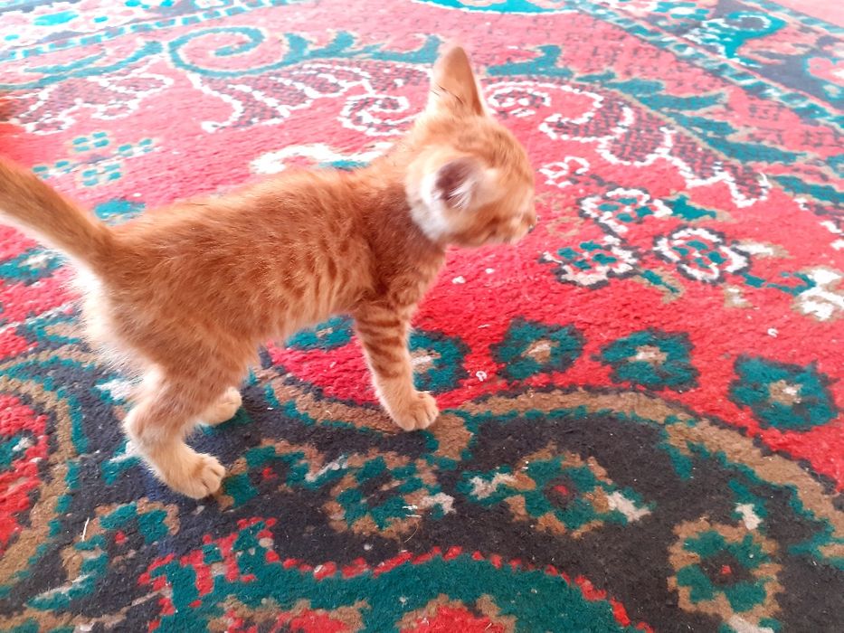 Erkatoy mushuk sotiladi