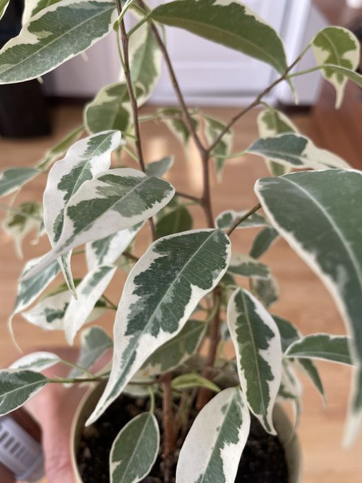 Продаются сортовые фикусы