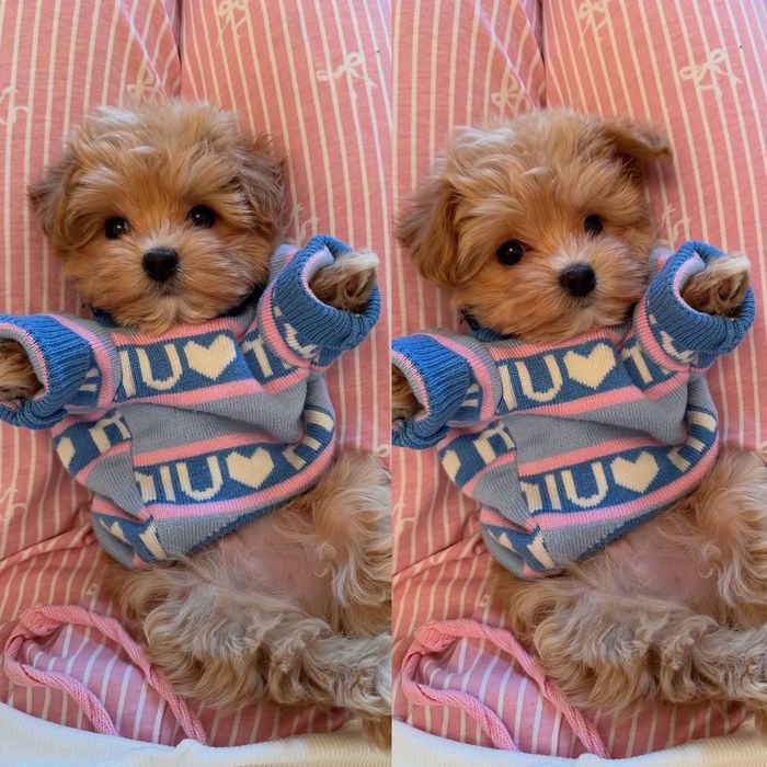 Щеночки Мальтипу мини Ф1!