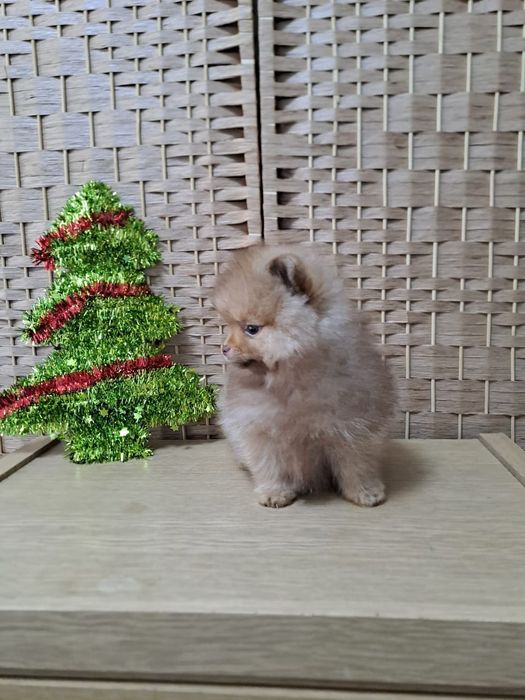 Шпиц мальчик шоколад