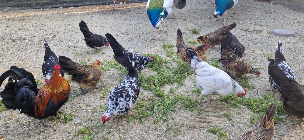 Gainuse pitice tineret 2025