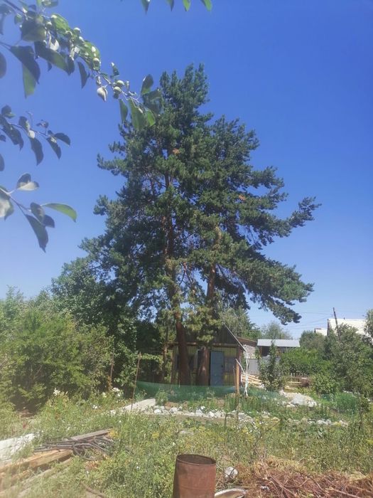 Дача в Бухтарме