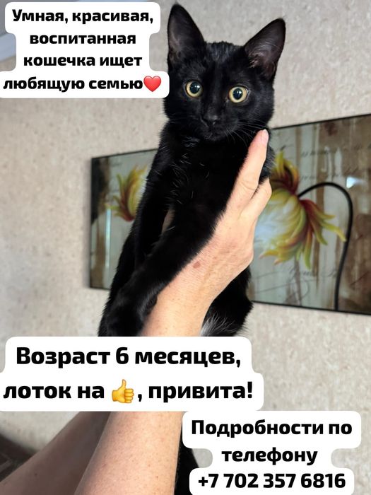 Отдам котят девочек в добрые руки