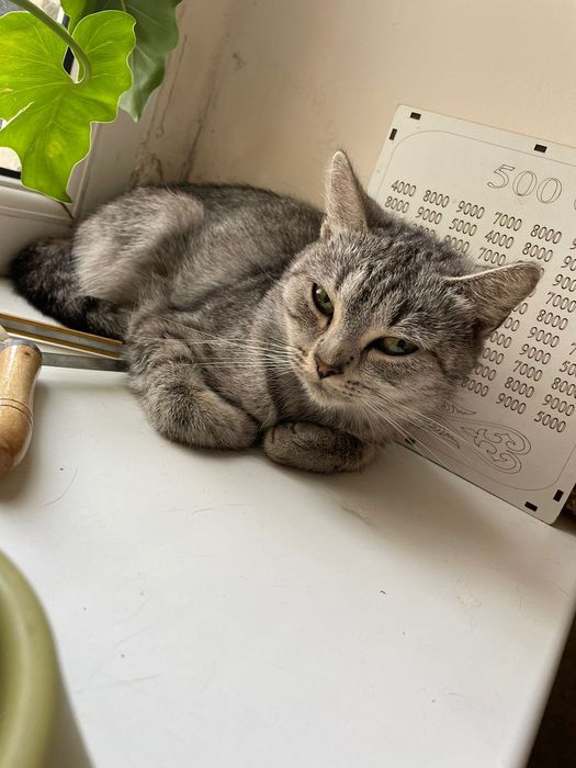 Продам породыстых кошек