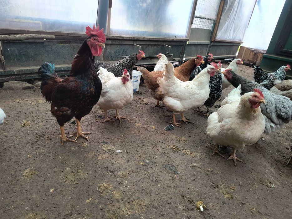 Продавам 31 боря кокошки