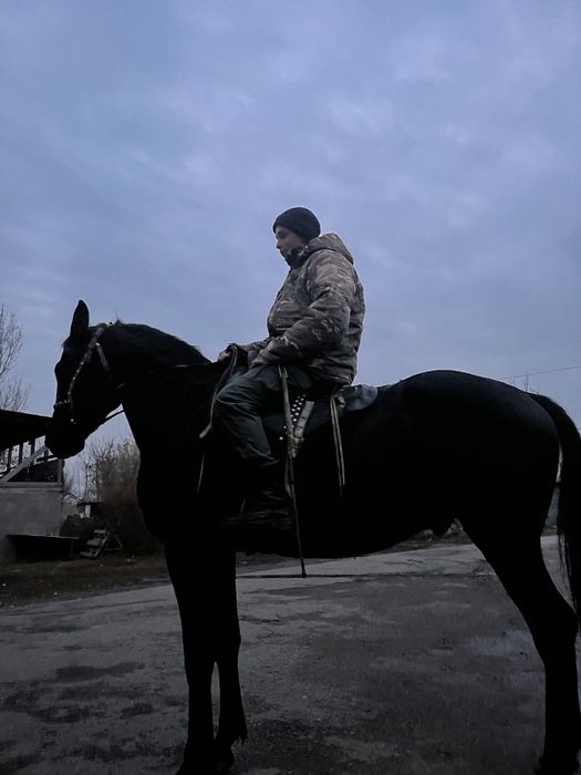 Мерин пять лет спокойный.