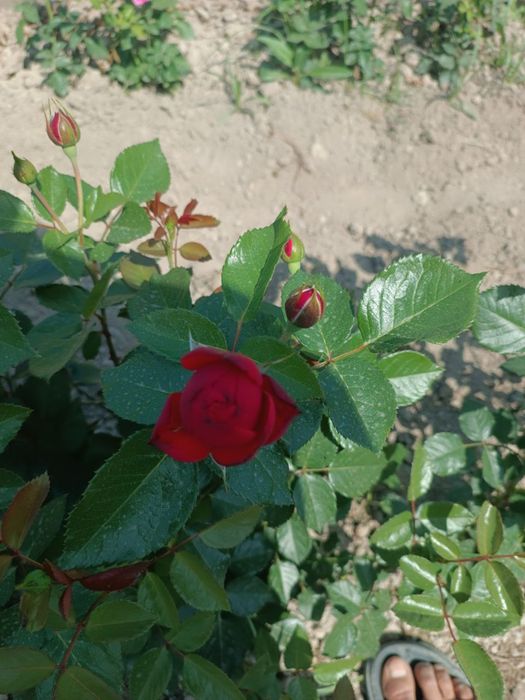 Atirgul koʻchatlari sotiladi