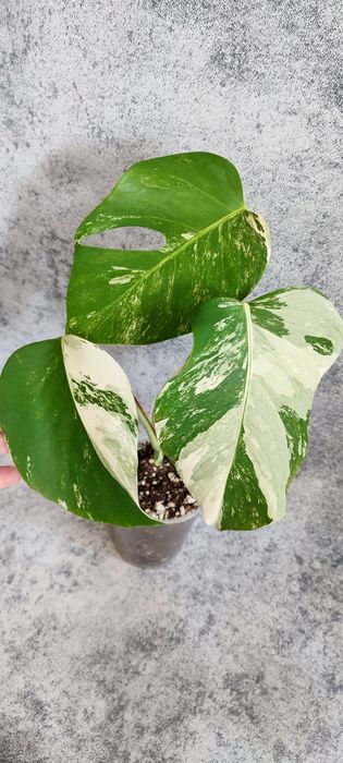 Монстера Альба .