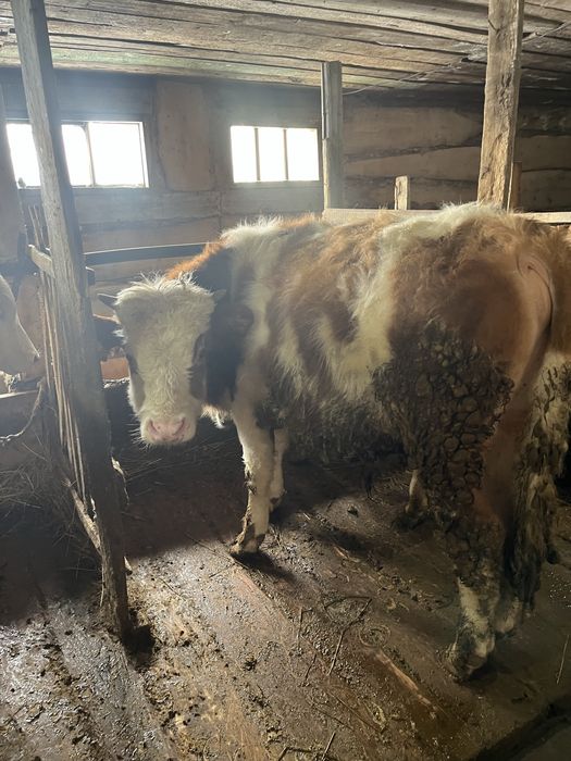 12 бас бұқашық, қашар, бычки