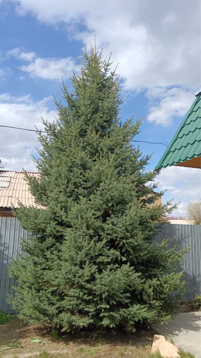 Ель зеленая пышная