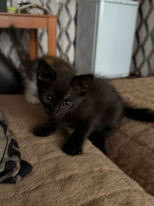 Коткнок мальчик