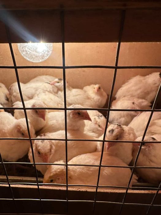 Beliy gegant bedana jojalari sotiladi