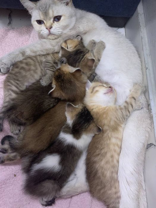 Золотая шиншила.