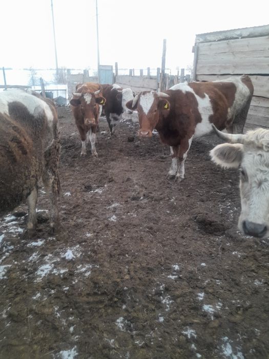 Продам дойных коров