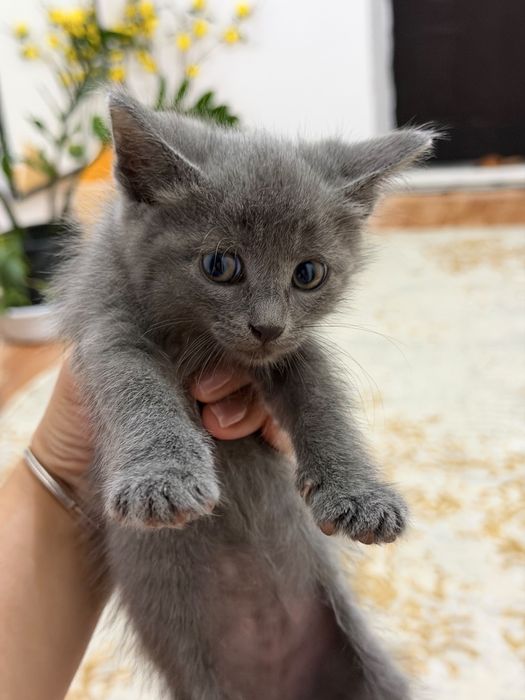 Продам домашнее кошки