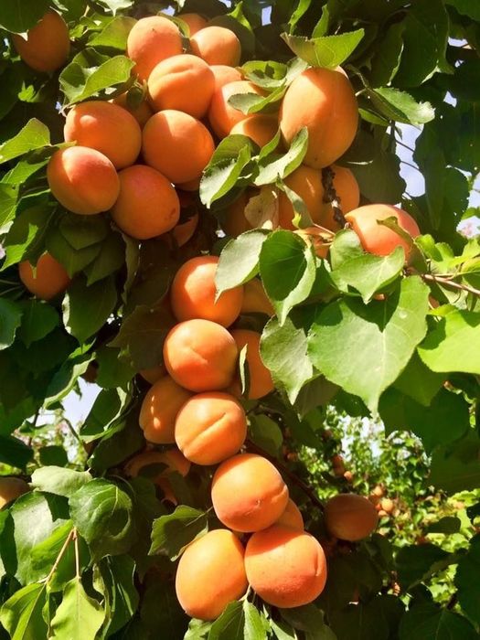 Pomi Fructiferi Columnari (Cais )