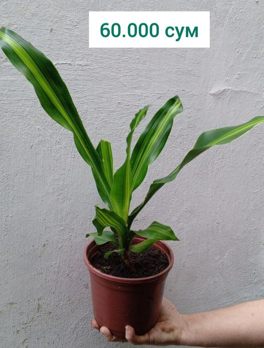 Драцена массанжеана. Драцена- дерево счастья. Цветы для дома и офиса