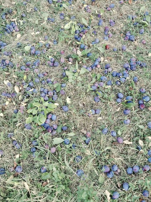 Vând prune de țuică