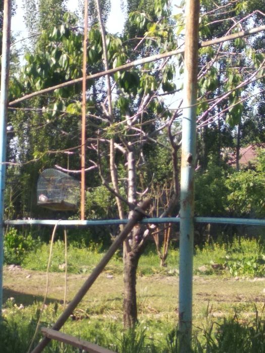 Ер сотилади участка боги бор Ян атроф тйнч жой городка якин