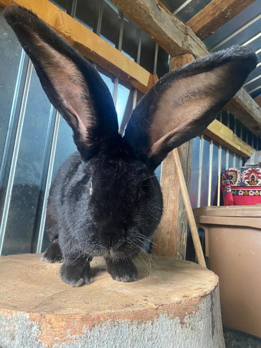 Mascul uriaș german