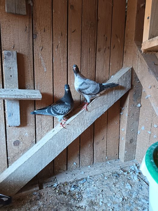 Porumbei de ornament și de concurs
