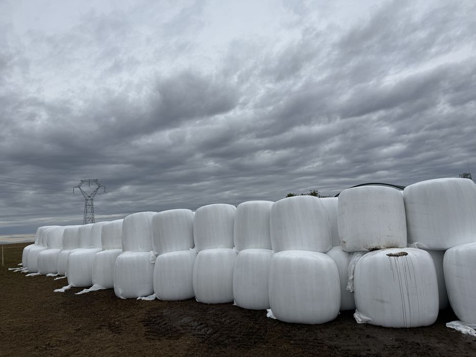 Vindem baloti siloz de porumb 1000 KG