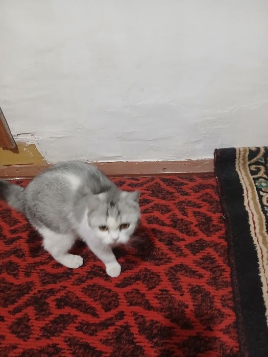 Mushu oq qora zotini blmiman