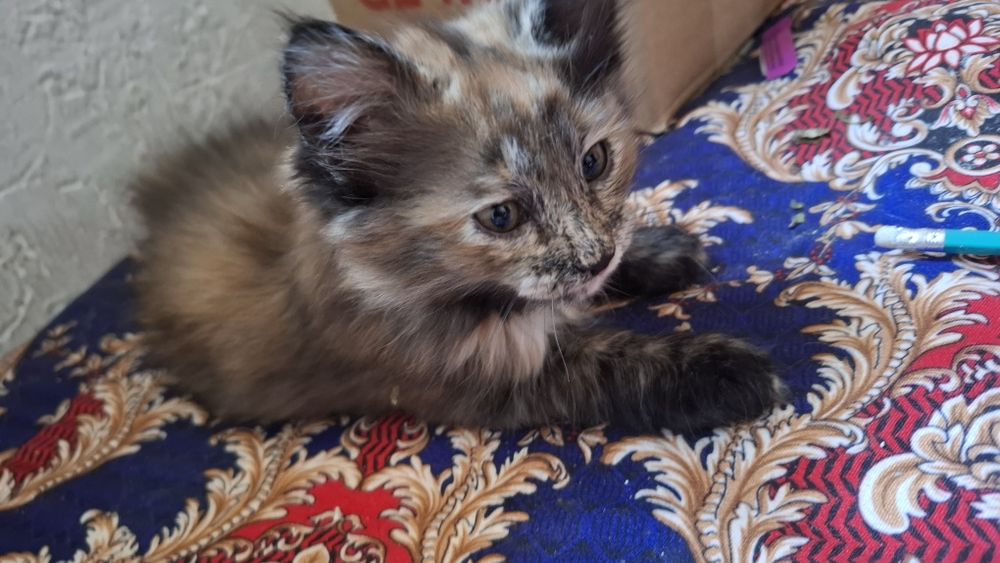 Котята черные,коричневый