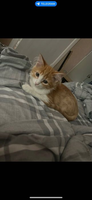 Отдаем котенка в добрые руки