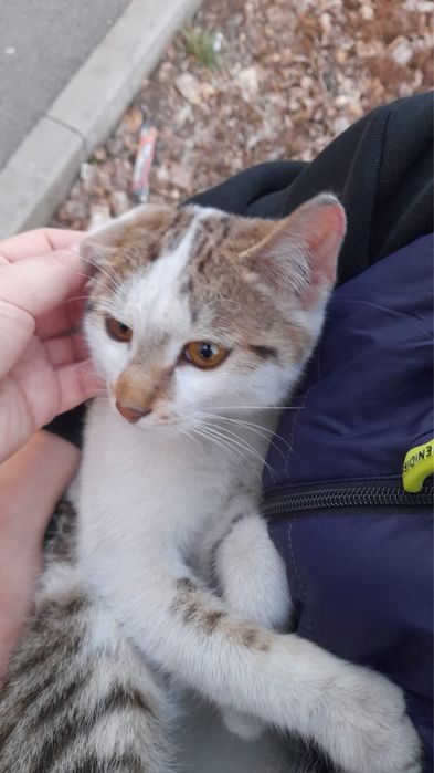 Отдам кошку бесплатно