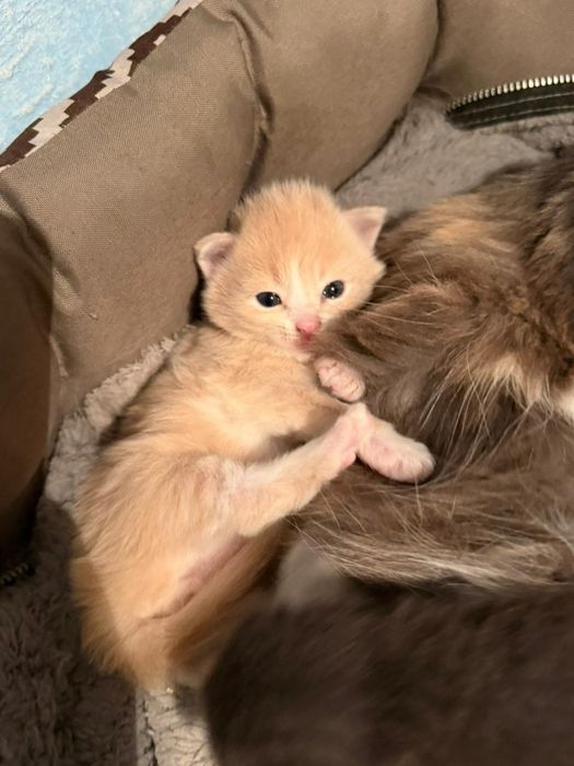 Отдаём  котята в добрые руки