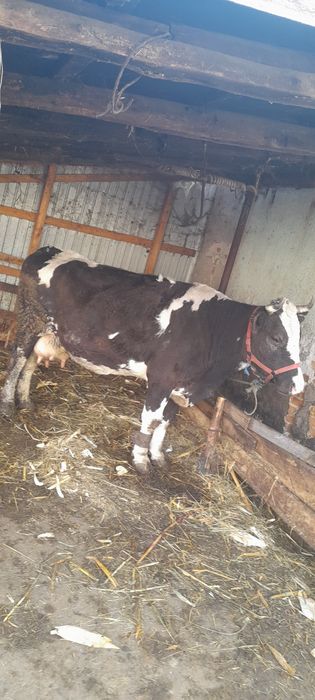 Vând vaca de rasa  baltata